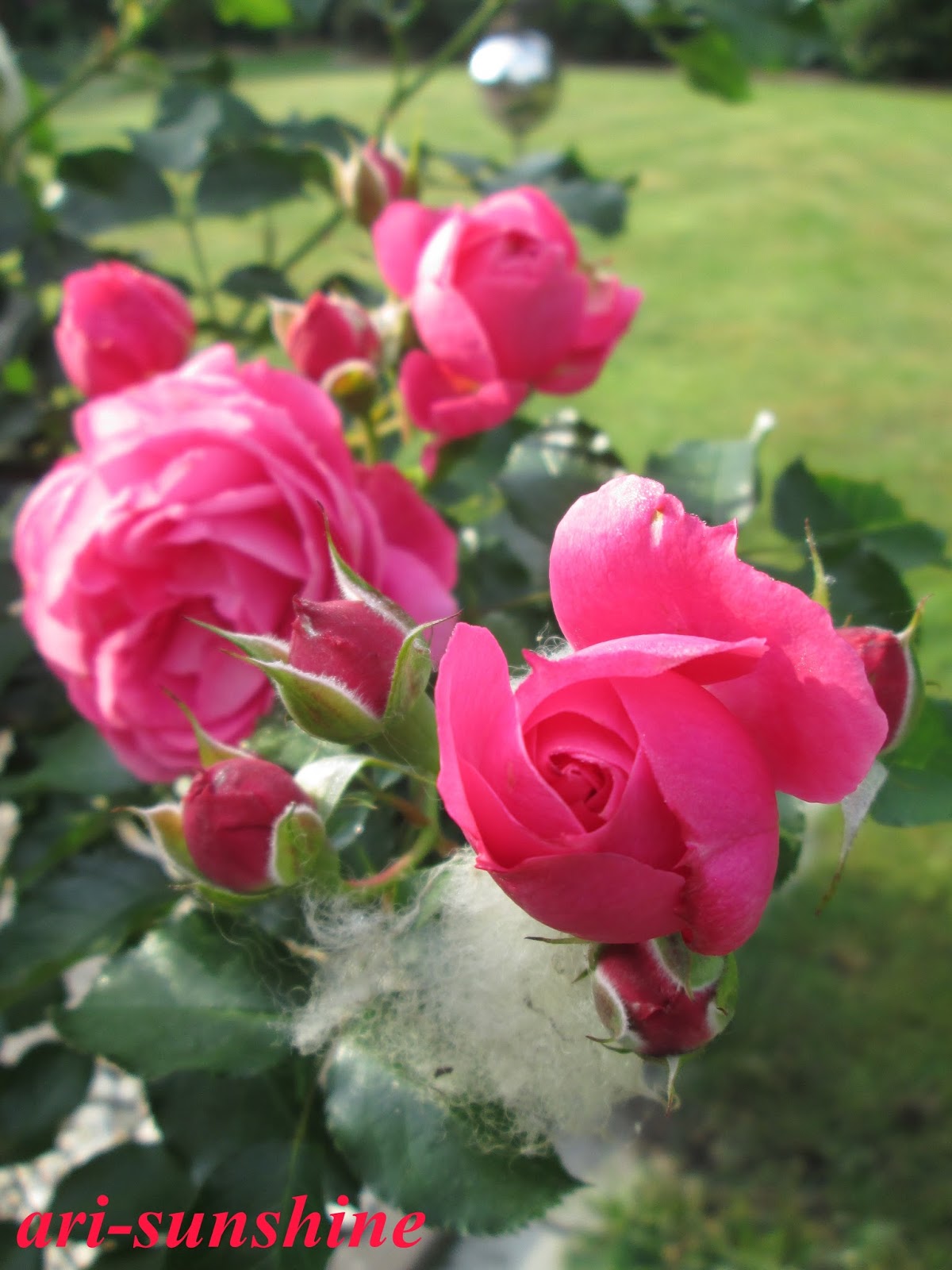 Rehe fressen unsere Rosen (nicht mehr) Ari Sunshine