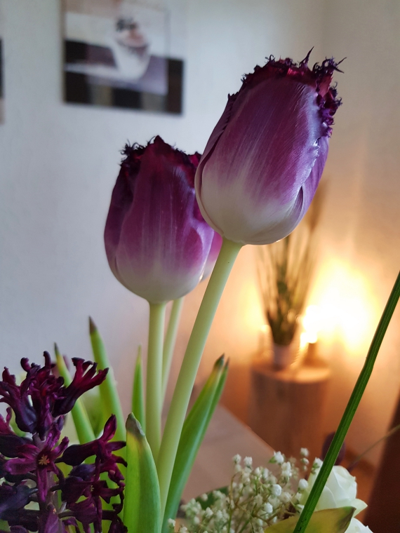 Tulpen wachsen in der Vase weiter