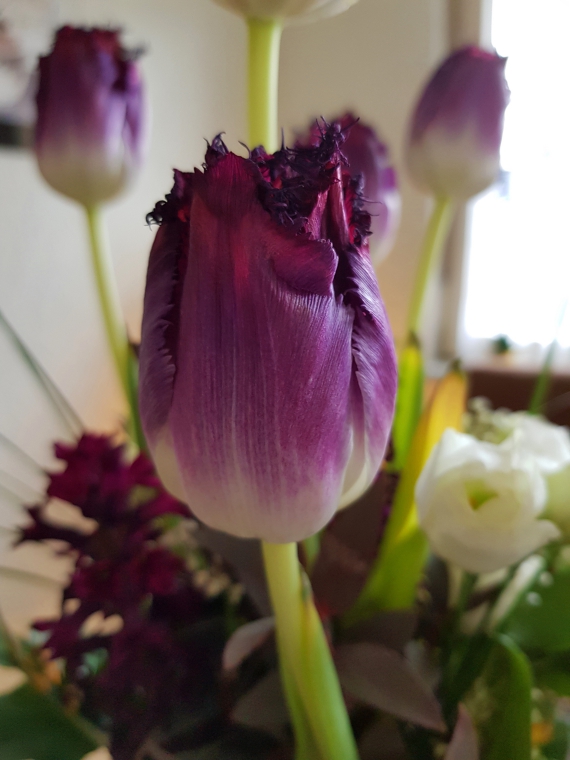 Dank des schlauen Internets erfuhr ich, dass Tulpen während der Blüte tatsächlich in der Vase bis zu 10 Zentimeter weiterwachsen