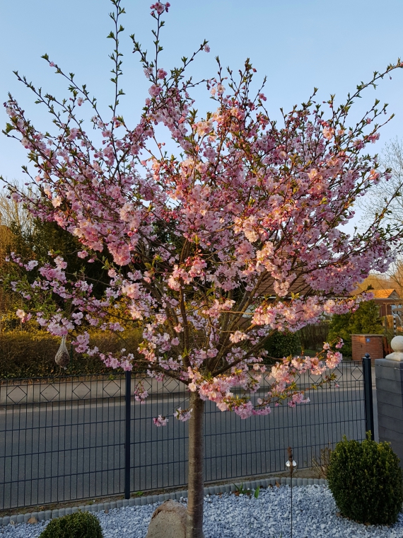 Die Japanische Blütenkirsche blüht in unserem Vorgarten in voller Kraft