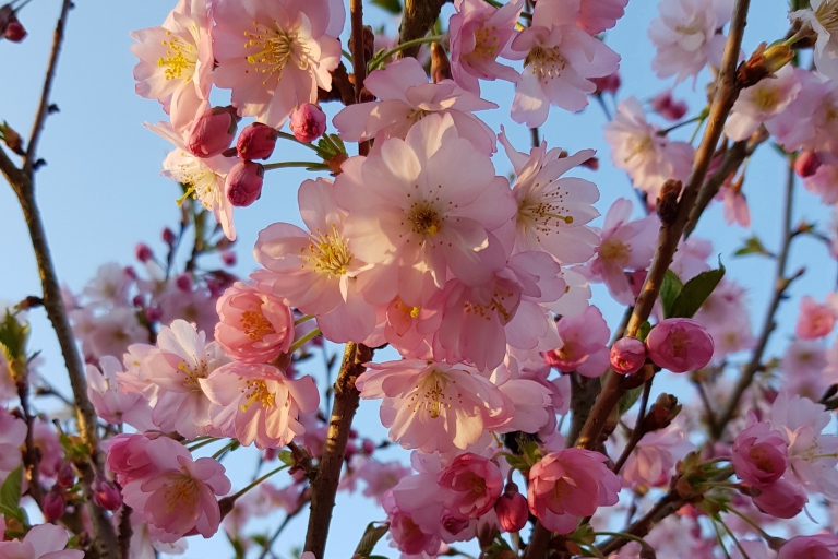 Japanische Blütenkirsche im Vorgarten