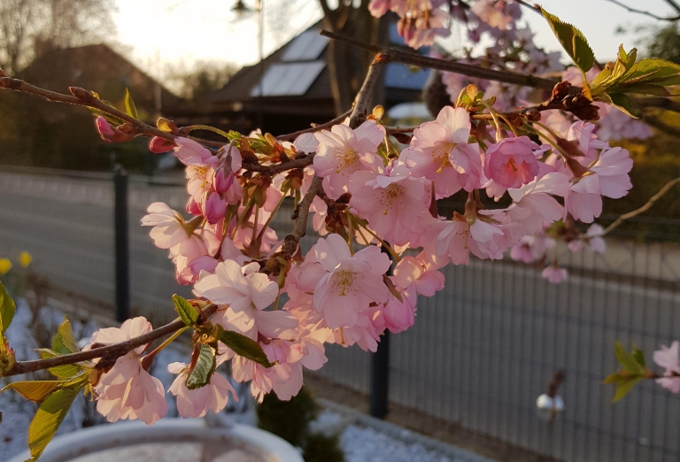 Die Japanische Zierkirsche ist einfach ein wunderschöner Frühlingsbote
