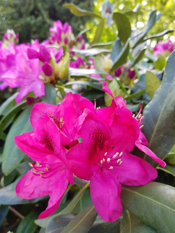 Blühende Rhododendren 