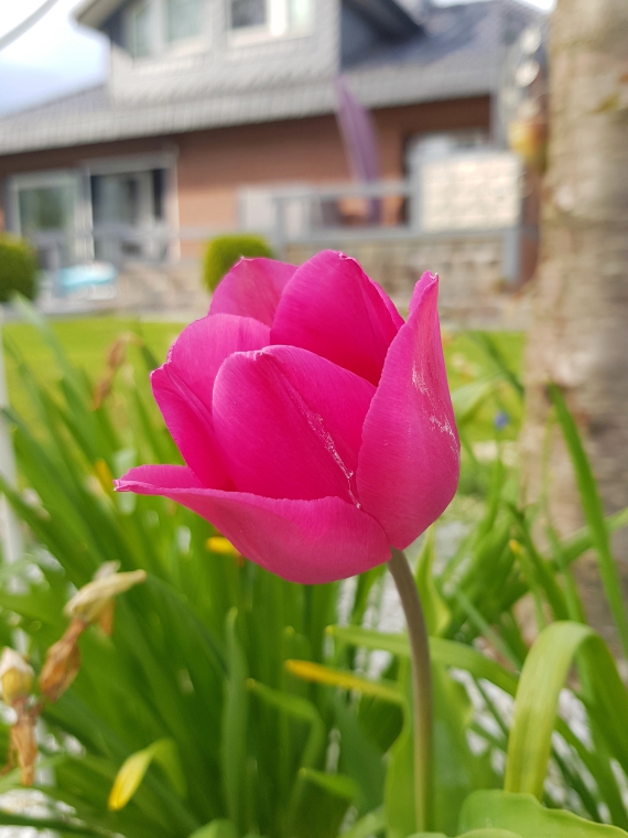 Tulpen in Norddeutschland