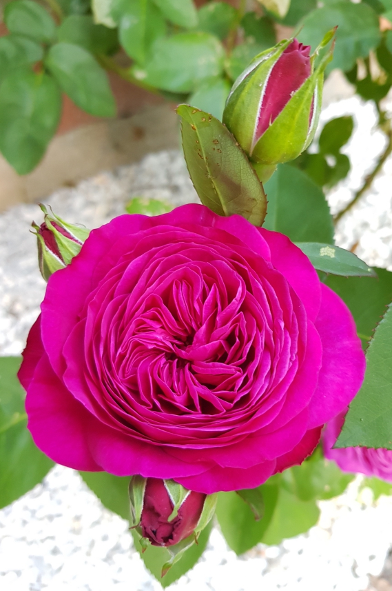 Heidi Klum Rose in unserem Garten