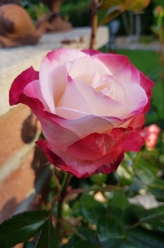 Heidi Klum Rose im Garten