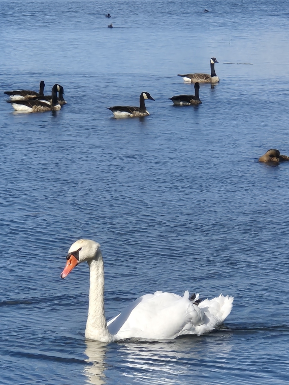 Großer Segeberger See