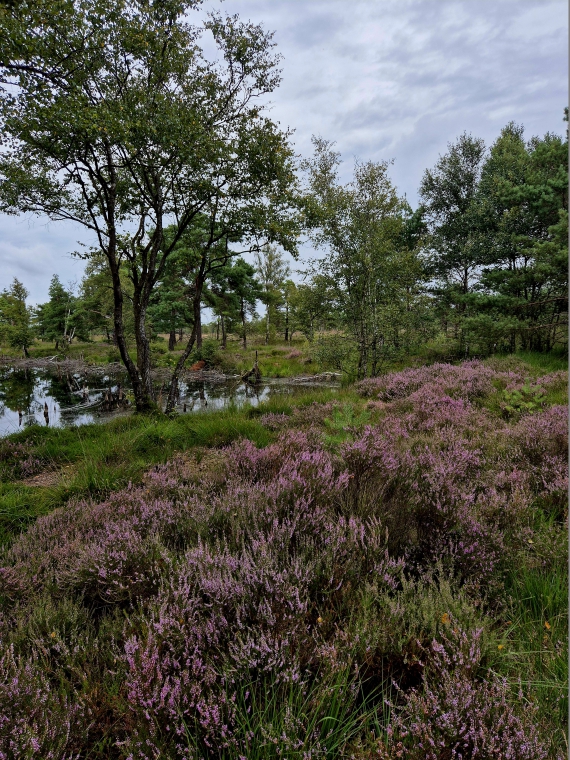 Heideblüte Schneverdingen 