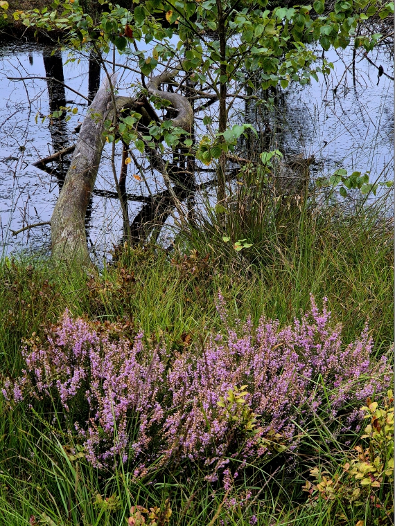 Heideblüte im Pietzmoor 