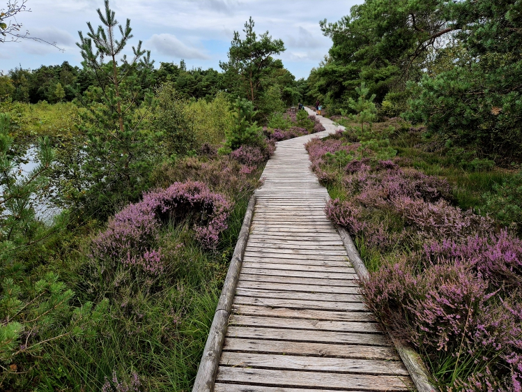 Rundwanderweg Pietzmoor in der Lüneburger Heide