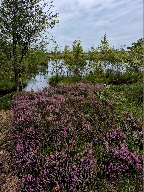 Moorlandschaft in der Lüneburger Heide