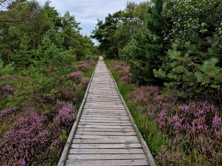 Rundwanderweg Pietzmoor in der Lüneburger Heide