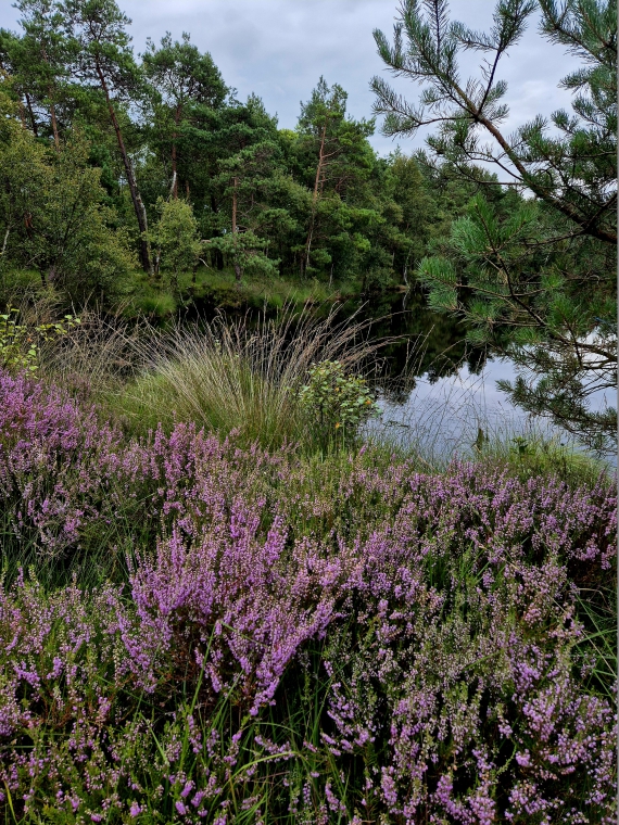 Rundwanderweg Pietzmoor in der Lüneburger Heide