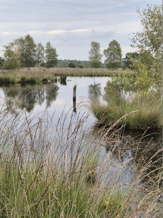 Rundwanderweg Pietzmoor in der Lüneburger Heide