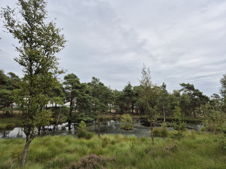 Rundwanderweg Pietzmoor in der Lüneburger Heide