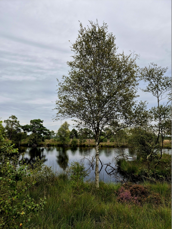 Rundwanderweg Pietzmoor in der Lüneburger Heide