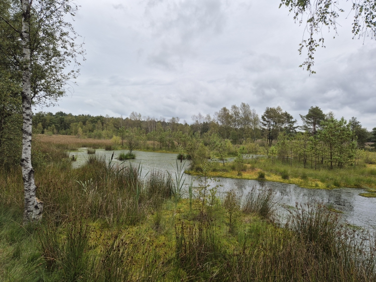 Moorlandschaft in der Lüneburger Heide