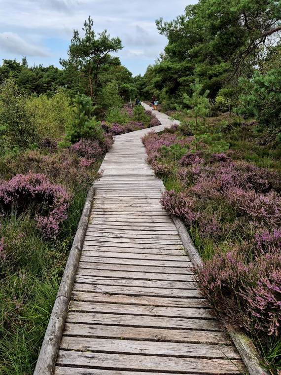 Rundwanderweg Pietzmoor in der Lüneburger Heide