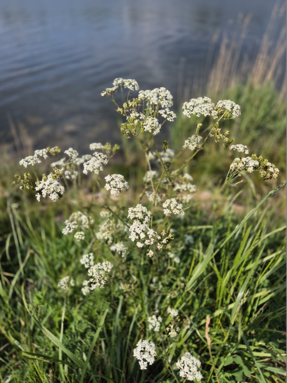 Naturschutzgebiet Fischersiedlung Gothmund