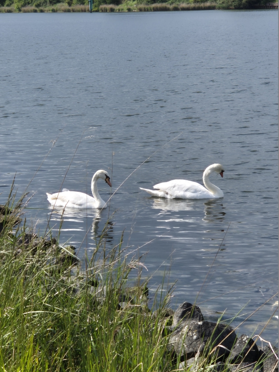 Spaziergang an der Trave