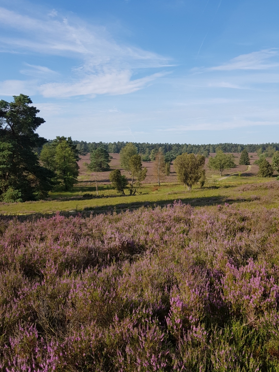 Lüneburger Heide im Sommer