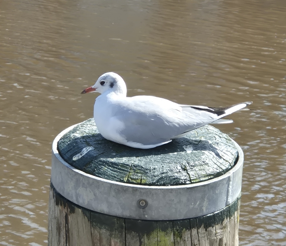 Husum am Hafen