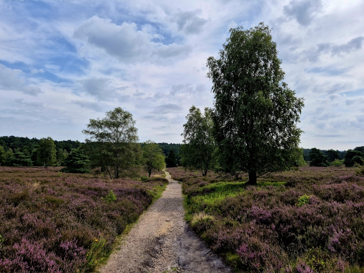 Wanderung in der Lüneburger Heide