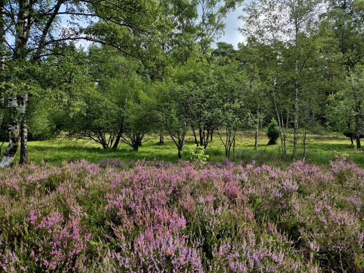 Heideblüte
