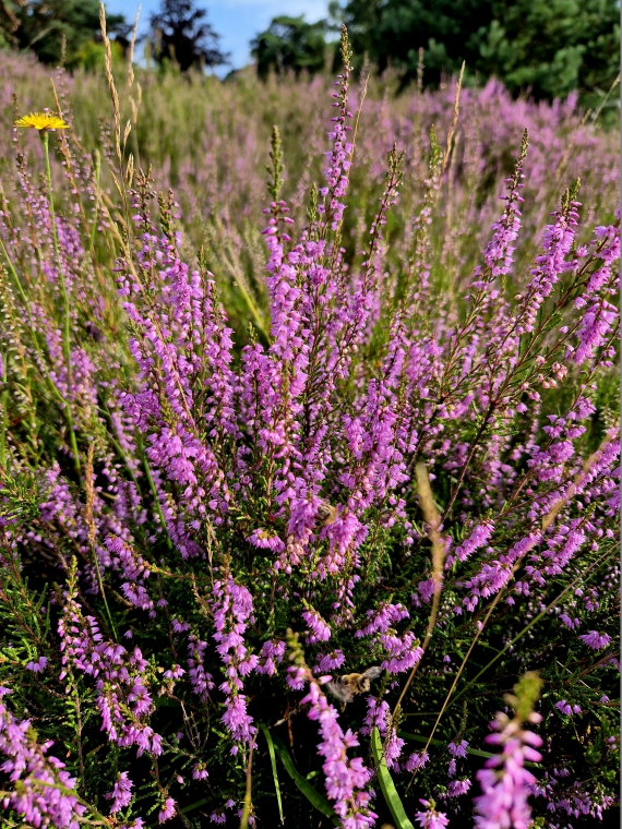 Heideblüte
