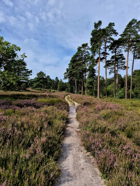 Heidelandschaft in der Lüneburger Heide