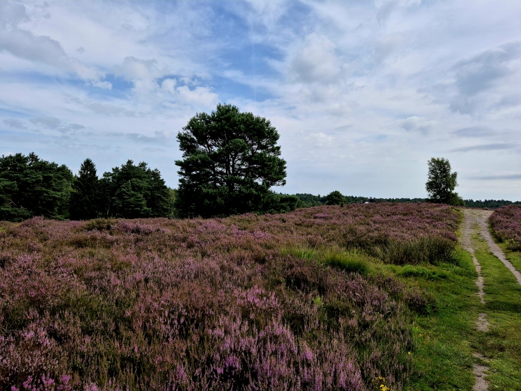 Wanderung in der Lüneburger Heide