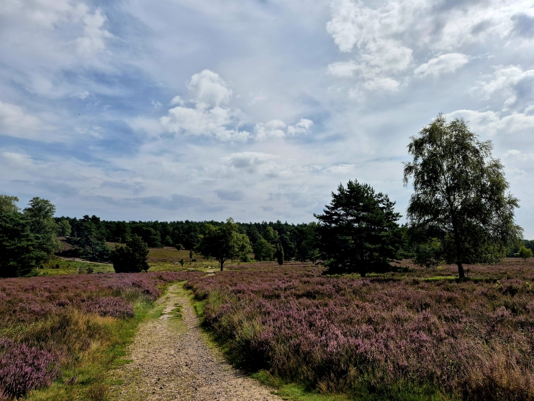Wanderweg in der Lüneburger Heide