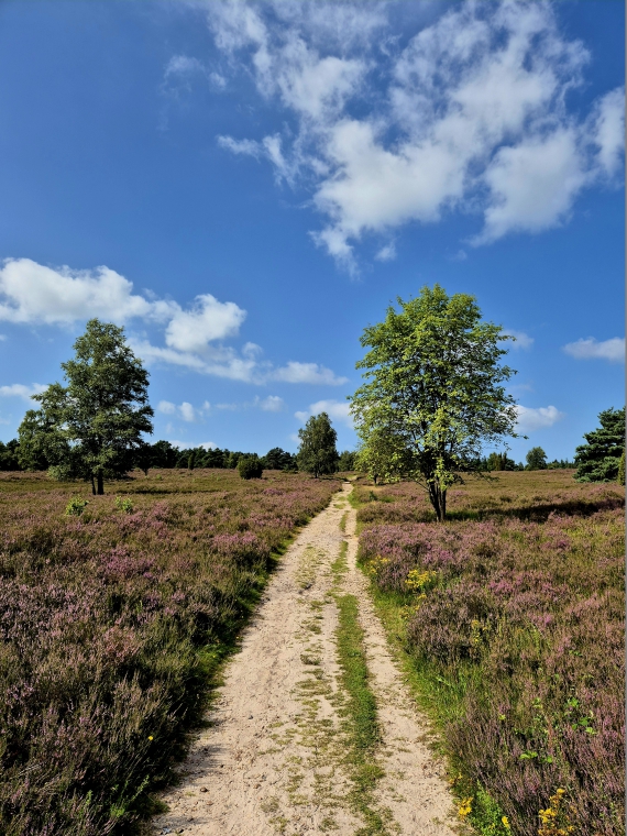 Wanderung in der Lüneburger Heide