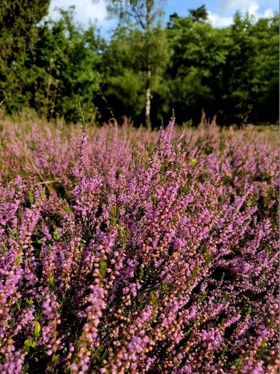 Heideblüte vom 08.08. - 09.09.