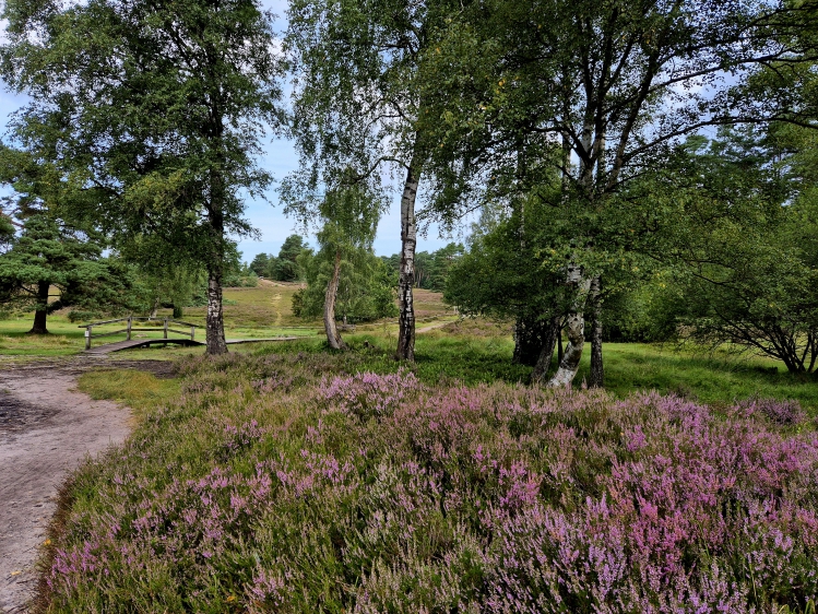 Heidelandschaft in der Lüneburger Heide