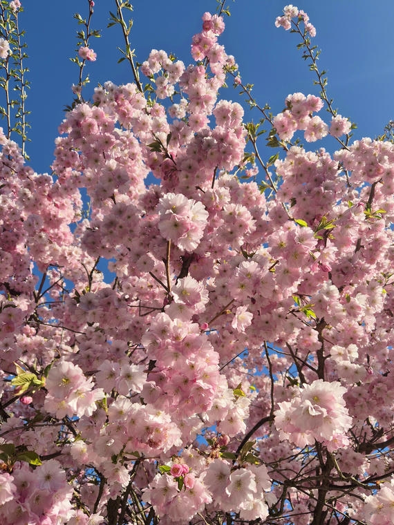 japanische Blütenkirsche Kanzan japanische Blütenkirsche Kanzan