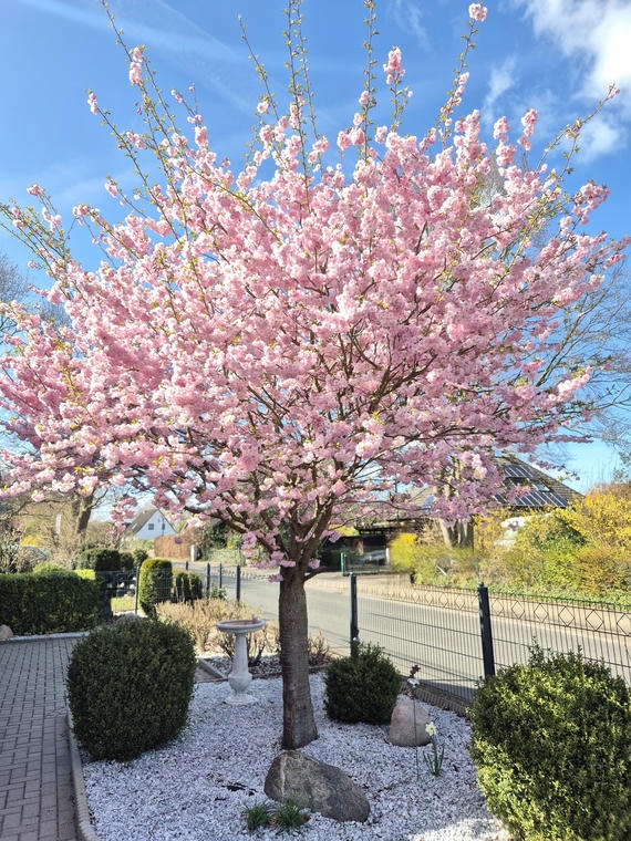 Japanische Nelkenkirsche in voller Blütenpracht Japanische Nelkenkirsche in voller Blütenpracht
