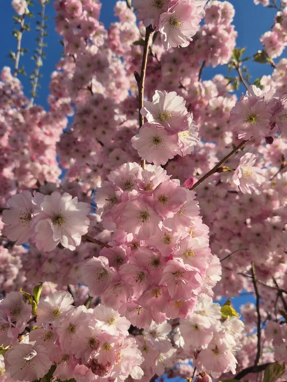 japanische Blütenkirsche Kanzan japanische Blütenkirsche Kanzan